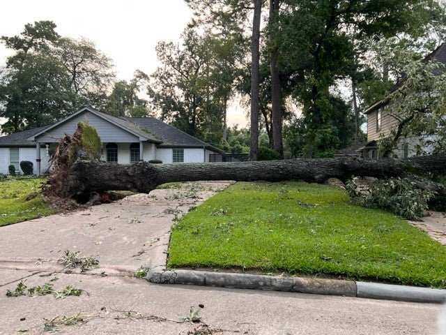 Uprooted tree fallen across suburban driveway after Houston storm, residential homes in background
