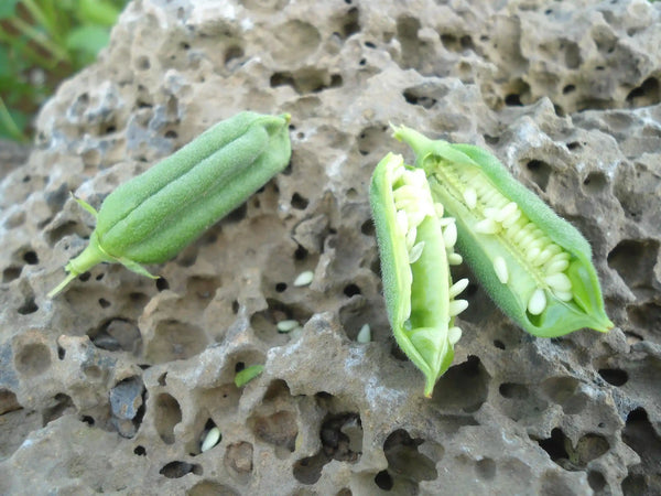 Close-up of green sesame pods with seeds on a textured stone surface, natural setting.