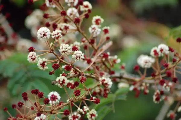 Acacia concinna plant with clusters of red and white flowers, used in non-toxic laundry detergent