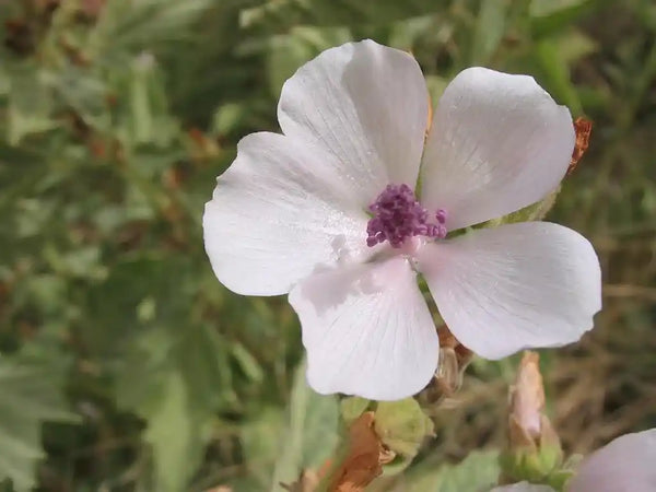 Close-up of Althea officinalis flower, ingredient in non-toxic home products