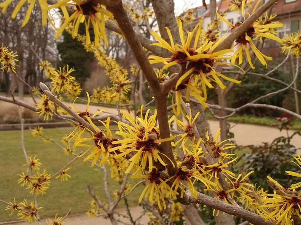 Close-up of yellow witch hazel flowers on branches outdoors, non-toxic plant ingredient