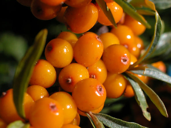 Close-up of bright orange sea buckthorn berries on a branch with green leaves