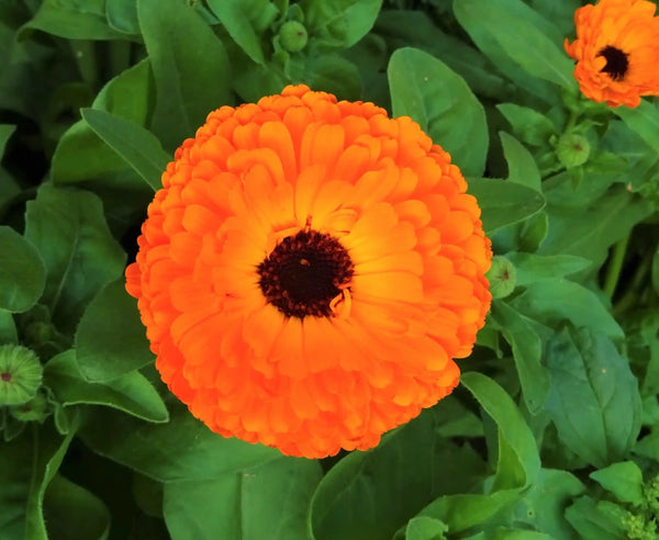Bright orange pot marigold flower with green leaves, natural non-toxic ingredient