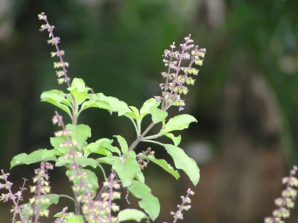 Fresh green tulsi holy basil plant with small purple flowers, non-toxic, natural ingredient