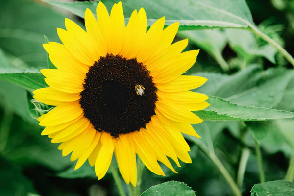 Bee pollinating vibrant sunflower outdoors, natural eco-friendly non-toxic setting
