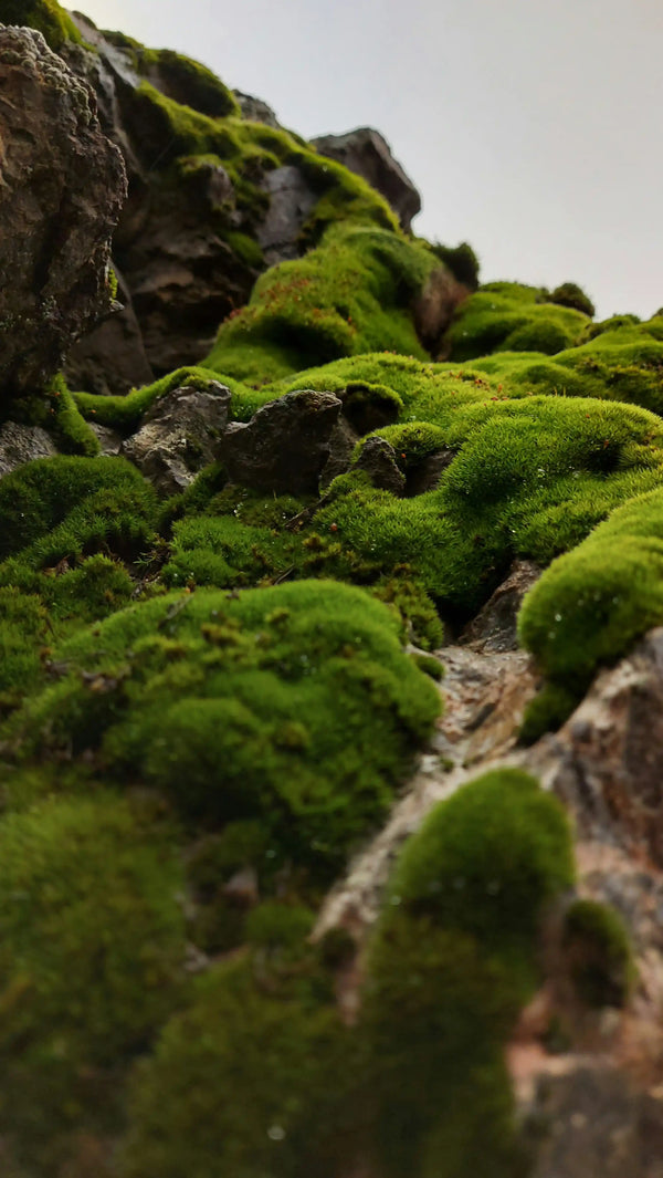 Close-up of lush green moss on rocks, natural non-toxic eco-friendly environment