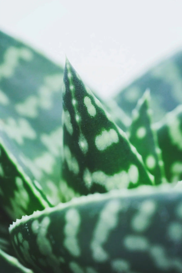 Close-up of aloe vera plant with green, spotted leaves, non-toxic home decor