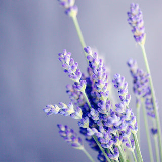 Lavender Haze | The Merry Wick