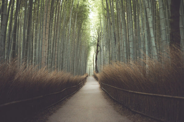 serene pathway through tall bamboo forest, natural air freshener non-toxic home inspiration