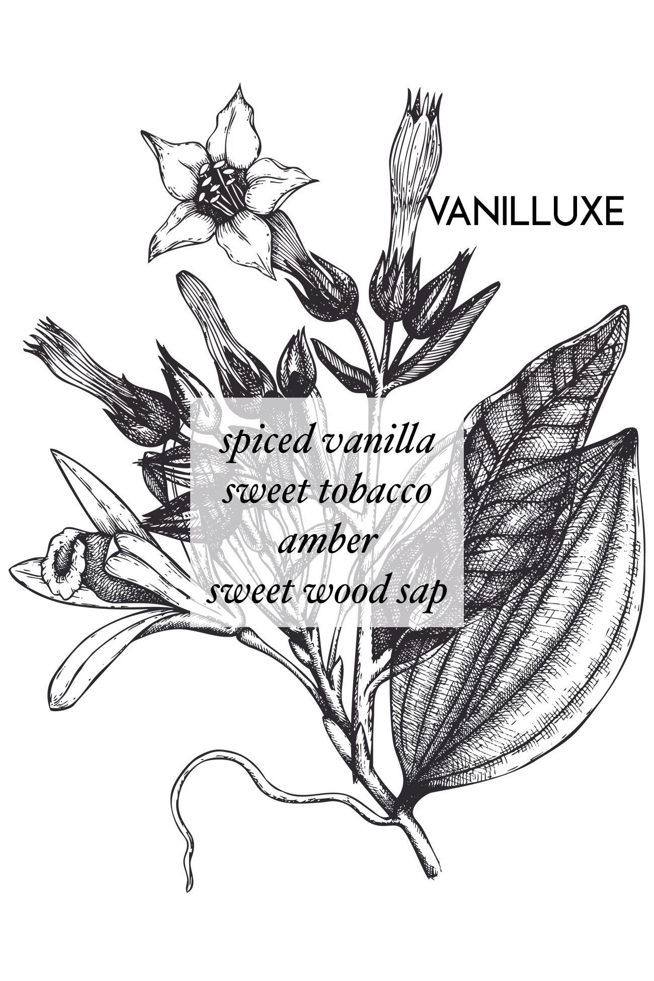 VANILLUXE - Vintage Version - AEMBR - Clean Luxury Candles, Wax Melts & Laundry Care